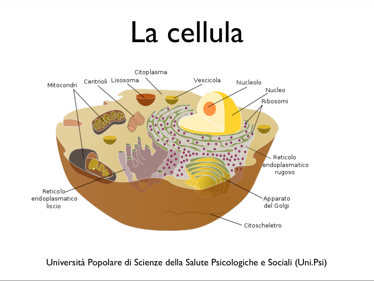 organi cellulari