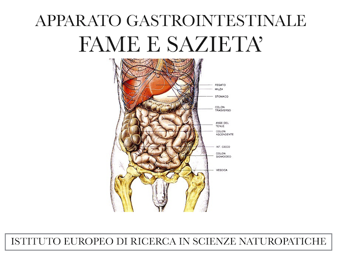 apparato gastrointestinale