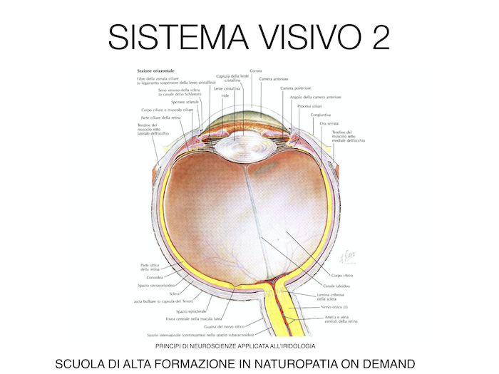 sistema visivo 2