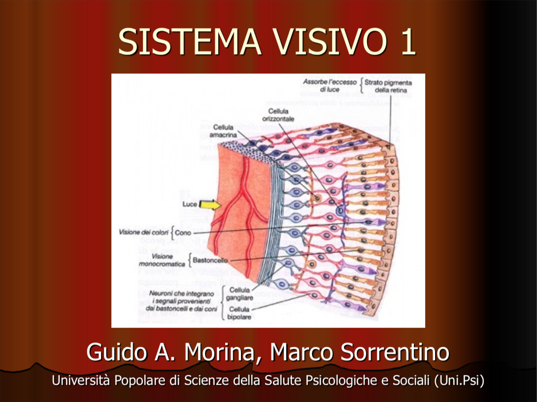 sistema visivo