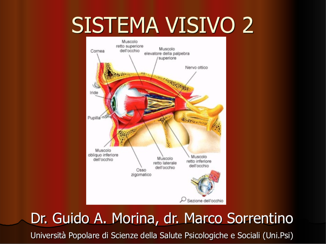 sistema visivo 2