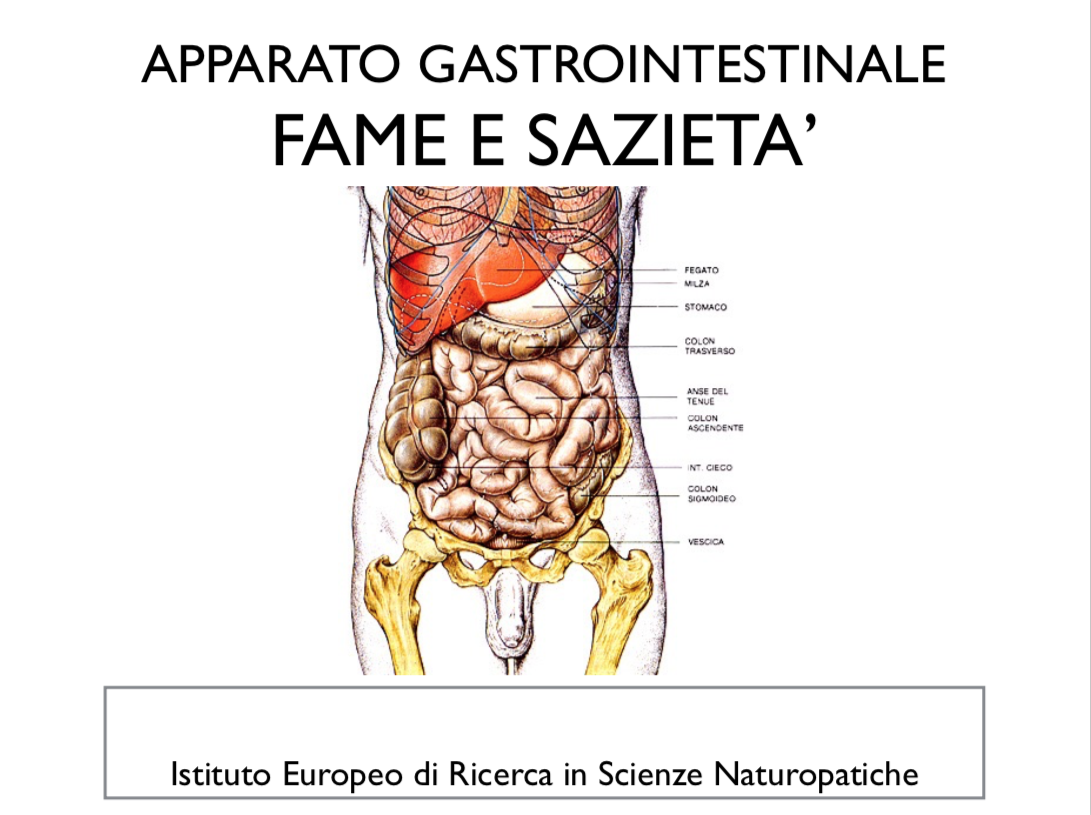 apparato gastrointestinale