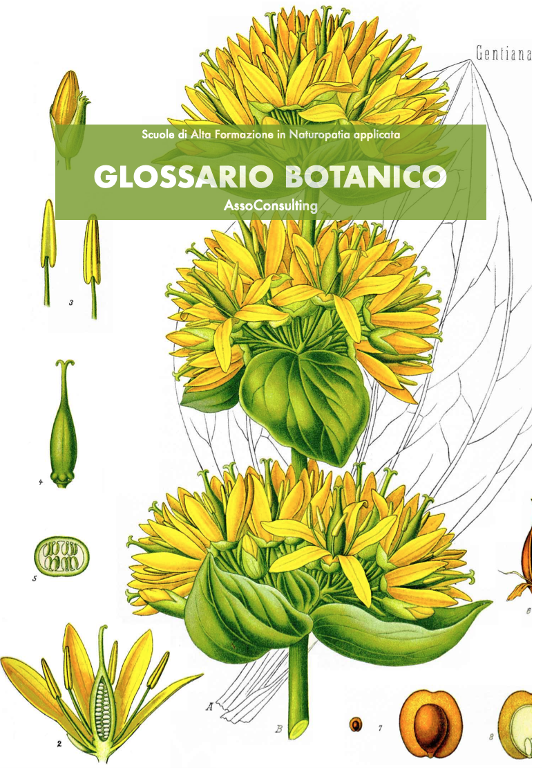 glossario botanico